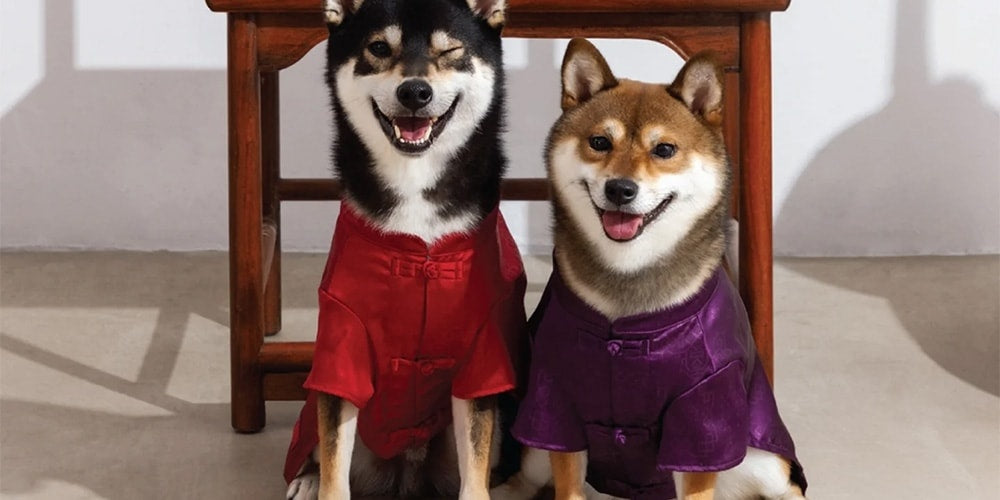 CLOT Prezentuje Nową Kolekcję Ubrań dla Zwierząt na Lunar New Year
